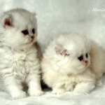 www.mortishia.com